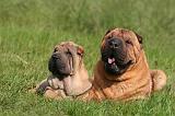 SHAR-PEI 948